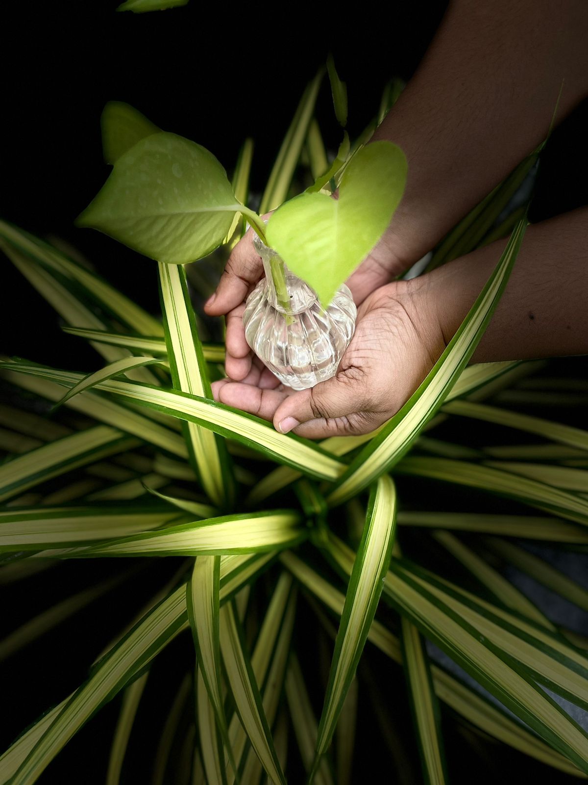 World Environment Day Celebration at Aruwye