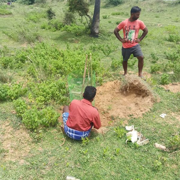Fencing was done for the planted trees
