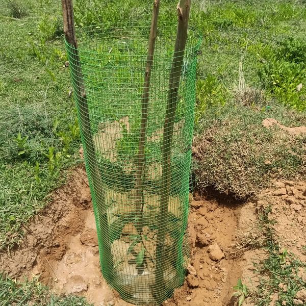 Fencing was done for the planted trees