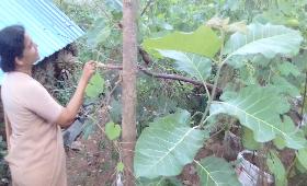 Organic Farming monitoring visit by Social Development Coordinator at Anmarudai, Thiruvanamalai