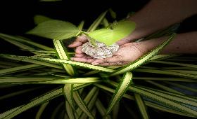 World Environment Day Celebration at Aruwye