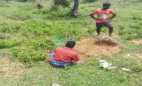 Fencing was done for the planted trees