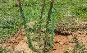 Fencing was done for the planted trees
