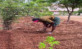Sowing Seeds for kitchen Gardening at Erode by Students on 25 th july 2023